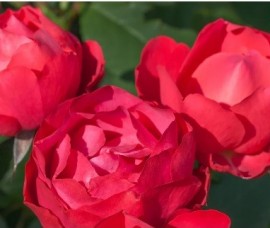Trandafir floribunda  Cherry Bonica  RN